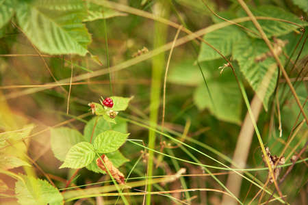 Wild raspberry berry in the green thickets of a summer fieldの写真素材