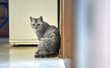 Gray cat sits on the floor of the house and looks towards the cameraの写真素材