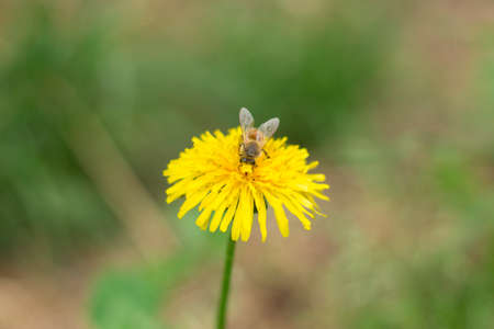 Fly on a flower