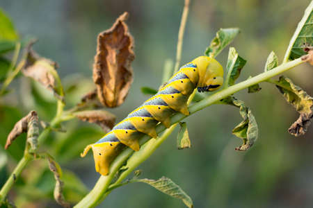 Acherontia atropos
