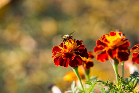 Bee on Marigold