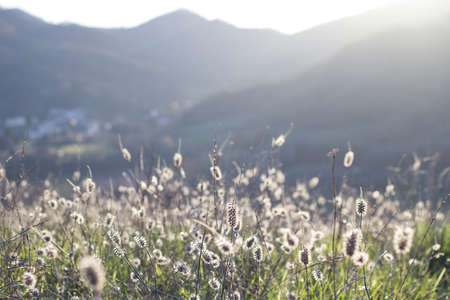 ear field Landscapeの写真素材