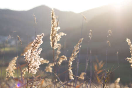 Wheat Field on Sunsetの写真素材