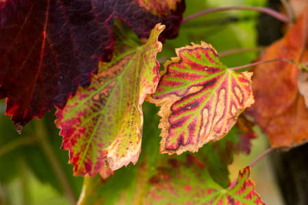 Autumn Leaves Sunsetの写真素材