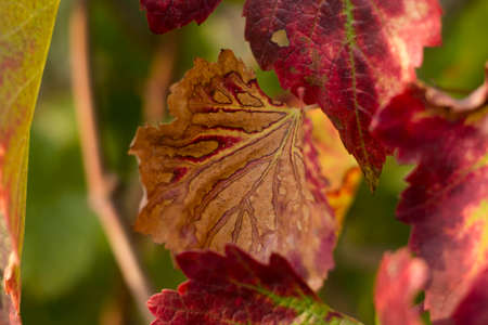 Autumn Leaves Sunsetの写真素材