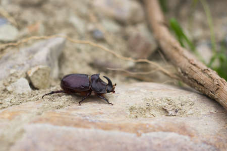 Lucanus Cervus