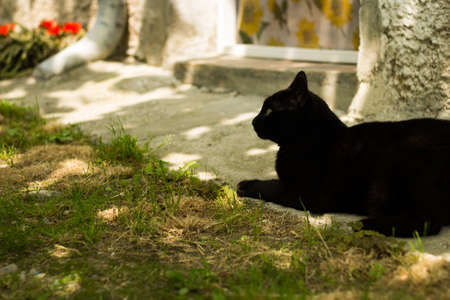 Black Cat in the Gardenの写真素材
