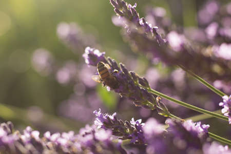 Bee on Lavender Flowers, Sunset