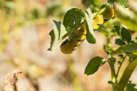 Acherontia Atropos eat Potato Plantの写真素材