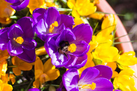 Bumblebee on a Crocus Flowerの写真素材