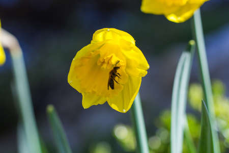 Bee on a Yellow Narcissus Flower