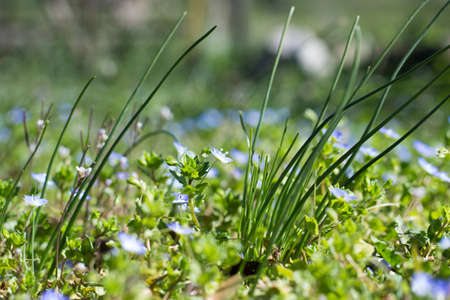 Myosotis Flowers Fieldの写真素材