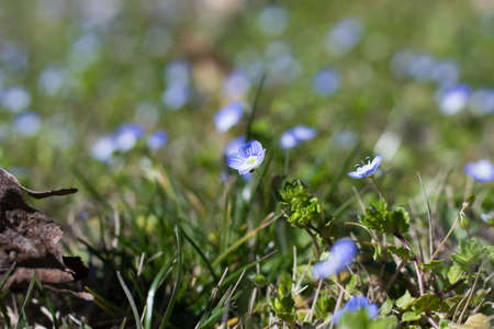 Myosotis Flowers Fieldの写真素材