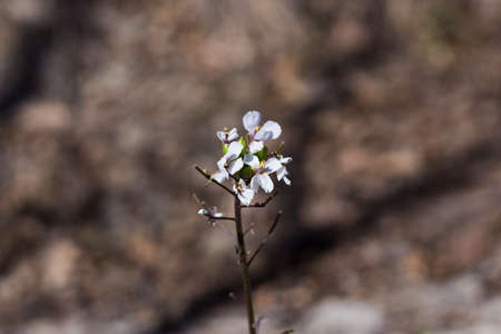 Apricot Flowersの写真素材