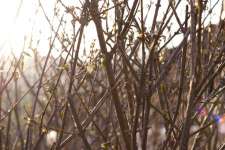 Branches in the Sunsetの写真素材