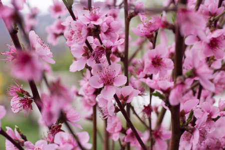 Peach Flowersの写真素材