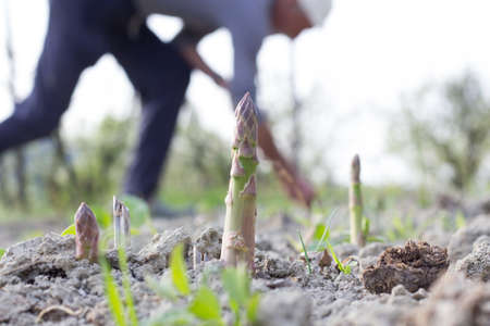 Asparagus in the Fieldの写真素材
