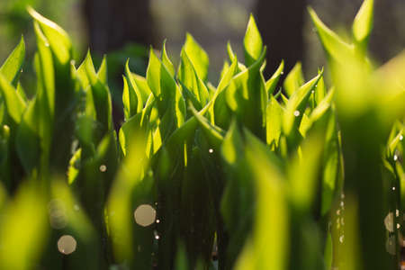 Lily of the Valleyの写真素材