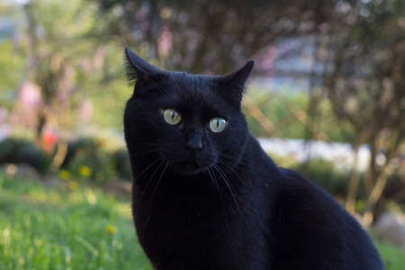 Domestic Black Cat in the Gardenの写真素材
