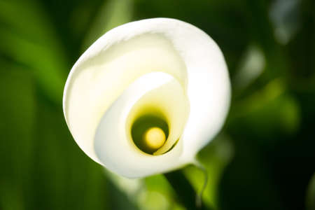 Zantedeschia Flowerの写真素材
