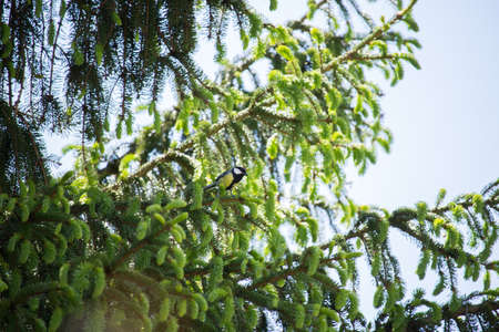 Parus Major on the Tree