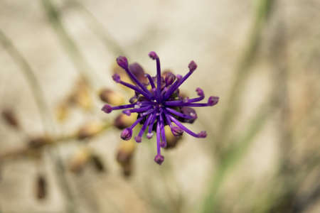 Muscari Comosumの写真素材