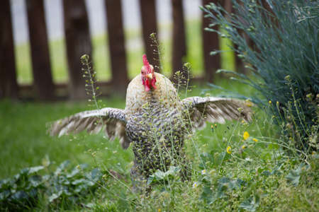 Cockerel in the Garden