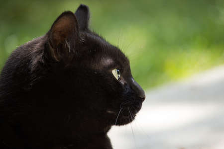 Black Cat in the Garden