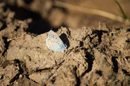 Lycaenidae Butterfly resting on a dried muddy groundの写真素材