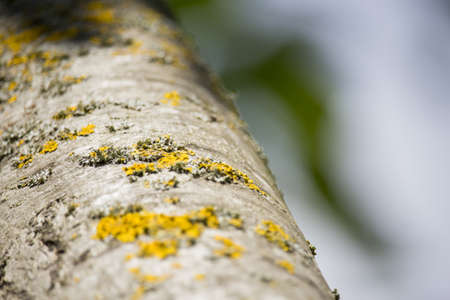 Populus Trunk