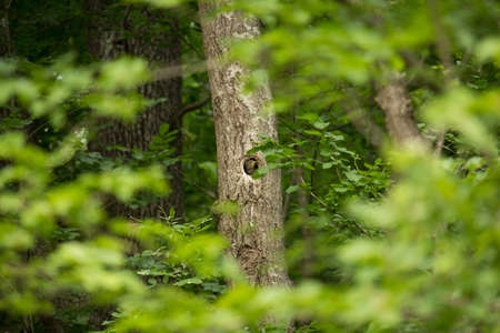 Sturnus vulgaris in the Nest