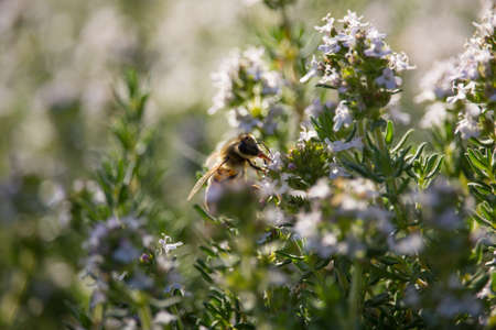 Bee on Thymus Flowerの写真素材