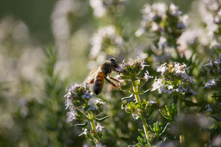 Bee on Thymus Flowerの写真素材