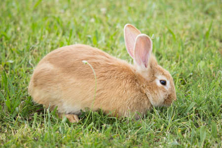 Brown Rabbit
