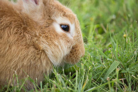 Brown Rabbitの写真素材