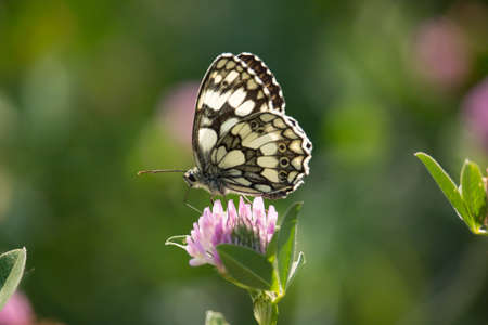 Melanargia galatheaの写真素材