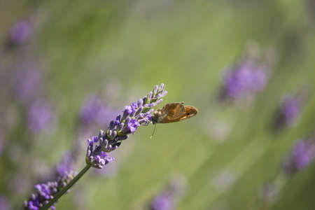 Maniola yurt is Lavandula Flowerの写真素材