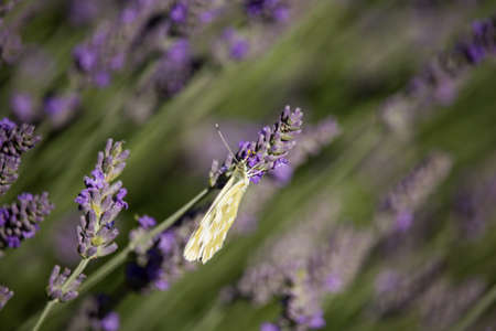 Point daplidice on Lavandula Flowerの写真素材