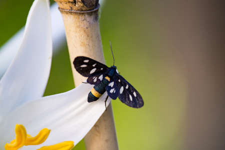 Syntomis phegea is White Lilium longiflorumの写真素材