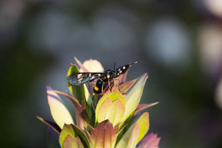 Amata phegea on Leavesの写真素材