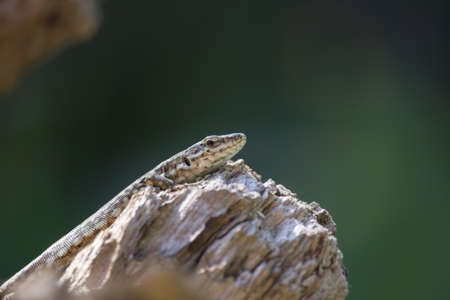 Lizard on a Trunkの写真素材