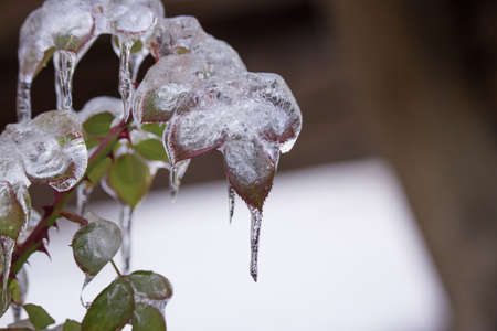 Frozen Tree, Leaves and Flowers on Ice Storm
