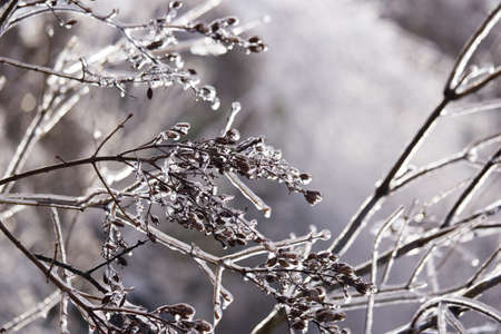 Frozen Tree, Leaves and Flowers on Ice Stormの写真素材