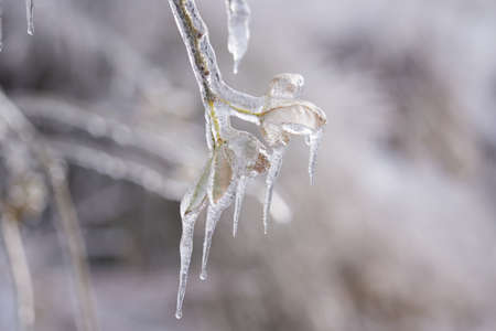 Frozen Tree, Leaves and Flowers on Ice Stormの写真素材