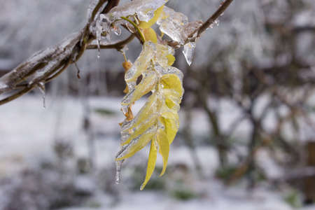 Frozen Tree, Leaves and Flowers on Ice Stormの写真素材