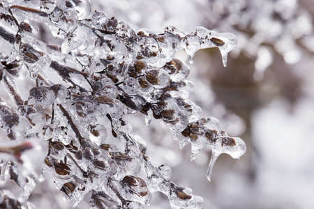Frozen Tree, Leaves and Flowers on Ice Stormの写真素材