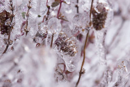 Frozen Tree, Leaves and Flowers on Ice Stormの写真素材