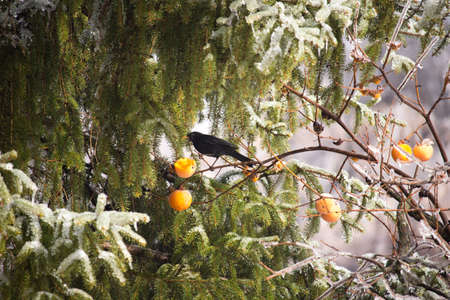 Blackbird eats Persimmon fruit