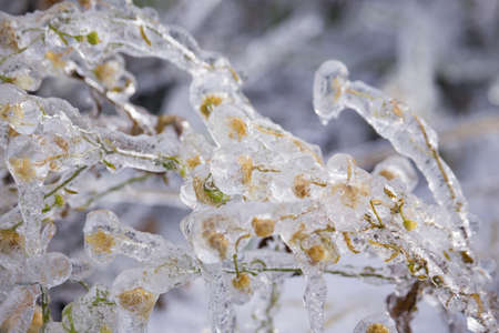 Frozen Tree, Leaves and Flowers on Ice Stormの写真素材