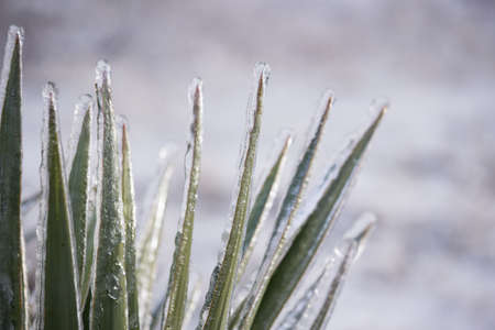 Frozen Tree, Leaves and Flowers on Ice Stormの写真素材